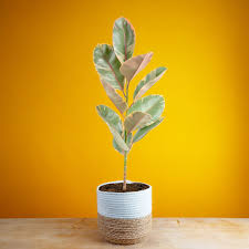 Image result for Ficus conraui