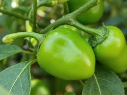 Image result for Capsicum annuum