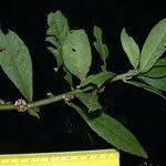 Image result for Struchium