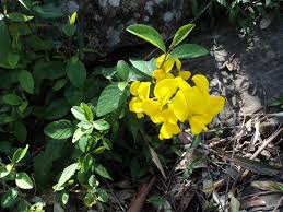 Image result for Crotalaria semperflorens