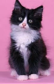 Black And White Tuxedo Cat Long Hair Another Common Color Scheme In The Domestic Longhair Cat Is The See More Black And White Cat At Cat Cat Breeds Popular Cat Breeds Black And White Kittens