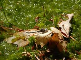 Image result for Rothmannia macrosiphon