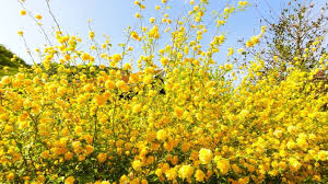 Pianta grassa con fiori gialli a grappolo / piante grasse: Piante Con Fiori Gialli