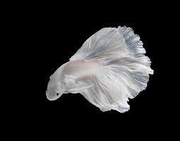 White Platt Platinum Fish White Siamese Fighting Fish Betta Fish Isolated On Black Background Stock Image Image Of Action Domestic 118464957