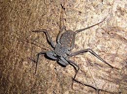 A great suggestion, thanks again brady. Tailless Whip Scorpions Known From Harry Potter Fame Look Dangerous But They Are Actually Harmless To Humans They Social Behavior New Environment Arachnids
