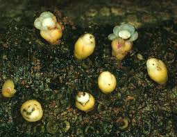 Image result for Apodanthaceae