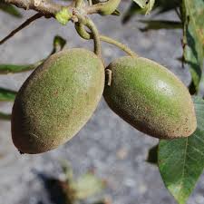 Image result for Juglans