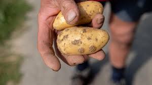 Flandre De La Vente Directe De Pommes De Terre Ce Week End