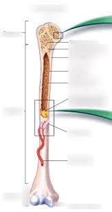 Bone is found in the shafts of long bone and consists of various cylindrical units named as haversian system 47. Long Bone Diagram Labeled Long Bone Images Stock Photos Vectors Shutterstock What Structure In The Diagram Is The Only Place On A Long Bone Not Covered By The Periosteum