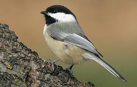 Black And White Spotted Bird In Michigan Michigan Birds Id Test Flashcards Chickadee Bird Black Capped Chickadee Chickadee