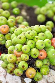 Image result for Moraceae