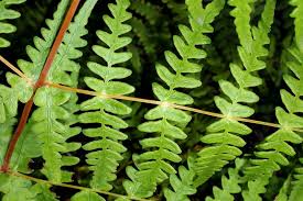 Image result for Histiopteris