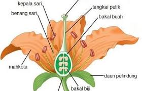 Saat dewasa wortel menghasilkan bunga yang akan melakukan proses penyerbukan (kawin). Bagian Bagian Bunga Dan Fungsinya Lengkap Beserta Gambarnya