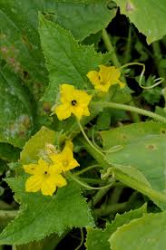 Image result for Cucumis meeusei