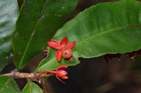 Image result for Rhabdophyllum welwitschii