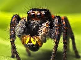 In recent years, they have become a popular domestic pet for those who like to keep exotic and unusual creatures. B Too Cute For School B Via Reddit 39 S A Href Http Reddit Com R Awwnverts Target Blank R Awwnverts Jumping Spider Insect Photography Spider Baby