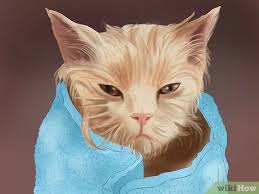 Kedi Nasil Yikanir Resimlerle Wikihow