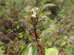 Image result for Dyschoriste multicaulis