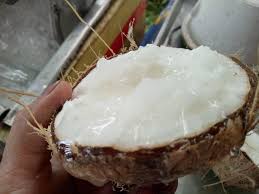Về hình thái bên ngoài cây và trái của dừa sáp không khác gì so với dừa bình thường. Dá»«a Sap Tinicart Vn San Ä'Äƒng Tin Mua Ban Nong Sáº£n Gia Sá»‰