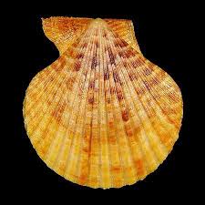 Mimachlamys Sanguinea Aurantius Sea Shells Marine Life Clams