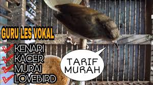 Download lagu tips memilih burung flamboyan ombyokan yang bagus serta cara membedakan flamboyan jantan dan betina 5.7 mb, download mp3 & video . Perawatan Burung Flamboyan