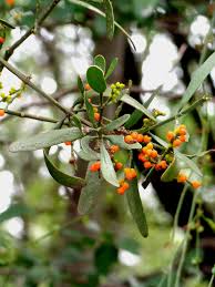 Image result for Duosperma quadrangulare