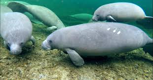 Manatees were not around, but dipping toes in the water was great. Manatees Go From Endangered To Threatened Cbs This Morning Cbs News