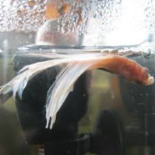Hello There Welcome To The World Of Bettas How To Treat Swim Bladder Problems
