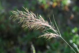 Image result for Capillipedium