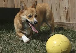 Pořídila v roce 2007 a patřil mezi její nejoblíbenější. Psi Plemena Welsh Corgi Pembroke Kralovny Alzbety Oblibenec Abicko Cz