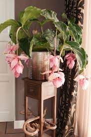 They grow well in the philippines but may need extra. Medinilla Magnifica Philippine Orchid Start A Easy Flower Backyard Garden Project Plants Backyard Flowers Garden House Plants Decor