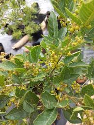 Image result for Searsia dentata