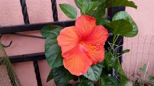 Bunga eksotik bunga tropika taman bunga popi bunga krusye bunga raya. Bunga Raya Warna Oren Part 1 Youtube