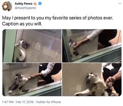 Check spelling or type a new query. Cat Being Dragged From Window Know Your Meme