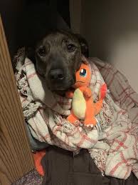 There Was A Thunderstorm And He Got Very Scared So He Hid In The Closet With Charmander Http Bit Ly 2xai5jg Cute Funny Animals Dogs Cute Animals