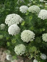 Bishops Flower Fern Leaf Flowers Seeds Kings Seeds Moon Garden White Gardens Plants