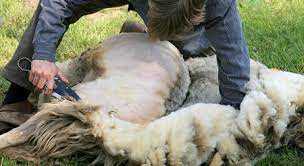 Shearing Sheep Fleecing The Flock Christian Treasury