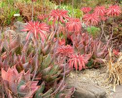 Image result for Aloe wollastonii