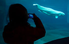 Maybe you would like to learn more about one of these? Vancouver Aquarium Says No To Ending Practice Of Keeping Animals In Captivity 680 News