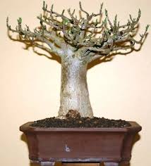 Www.willowbonsaishop.com 330 freeborn str, die wilgers, pretoria, south africa (on appointment) Baobab Bonsai Empire
