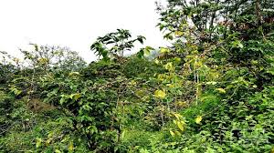 Pilih salah satu gambar dibawah sesuang yang anda inginkan kemudian klik setelam masuk aplikasi twiboon kemudian pilih foto terbaik anda untuk di upload. Petani Di Ende Keluhkan Rendahnya Harga Jual Kopi Cendana News