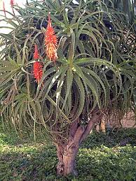 Image result for Aloe luapulana