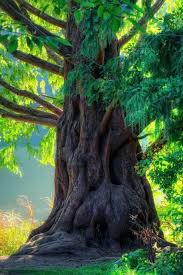Beautiful tree hd desktop wallpaper for k ultra hd tv 1920×1080. Beautiful Tree Wallpapers Group 71