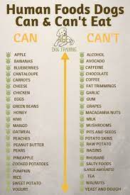 Best 25 Foods Dogs Can Eat Ideas On Pinterest Canned Dog Food Foods Dogs Can Eat Dog Food Recipes Human Food For Dogs
