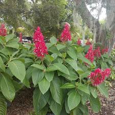 Image result for Erythrococca zambesiaca