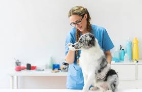 Choosing a diabetic dog food for your dog can be a challenge. 5 Best Dog Food For Diabetic Dogs Our Top Pick For 2020 Revealed