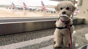 There's no maximum weight, just a maximum kennel size. How Much Does It Cost To Fly Private With Your Dog Airline Charter Pet Travel Pricing