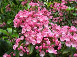 Image result for Hilleria latifolia