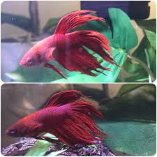 But salt is the last thing i'd use for a fish with buoyancy issues in most cases. Ron Burgundy Before Top And A Few Days Into Starting Treatment For Fin Rot Using Aquarium Salt And Fresh Water Changes I Think I Can See Small Differences Already Bettafish