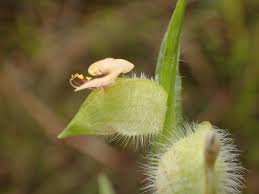 Image result for Commelina nigritana